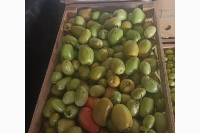 Продам зелені помідори- фото № 3