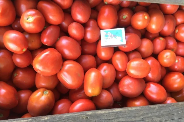 Продам помідор сливка- фото № 1