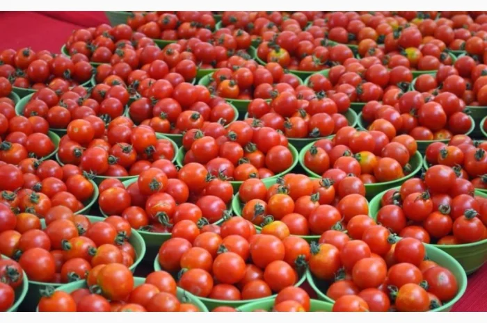 Закуповуємо томат оптом на переробку- фото № 1
