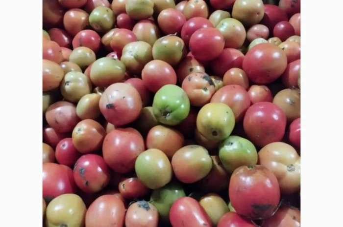 Продам помідор ЗЕЛЕНИЙ ТА ЧЕРВОНИЙ- фото № 2