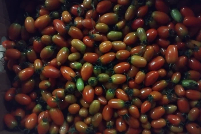 Продам помідор ЗЕЛЕНИЙ ТА ЧЕРВОНИЙ- фото № 3