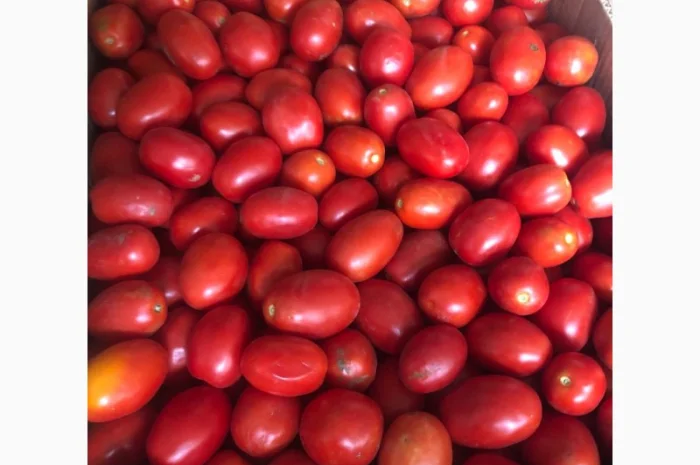 Продам зелений перець та помідор- фото № 1