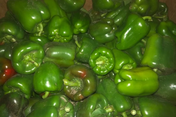 Продам зелений перець та помідор- фото № 2