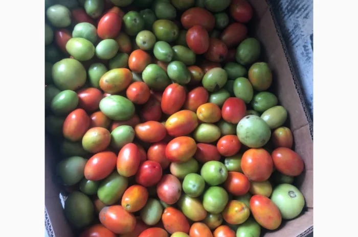 Продам зелений перець та помідор- фото № 3