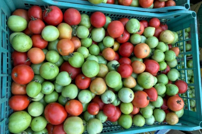 Помідор зелений- фото № 1