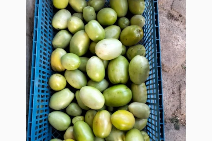 Помідор зелений, галілея на засолку- фото № 1