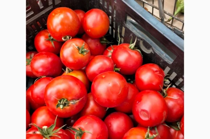 Томатний помідор- фото № 1