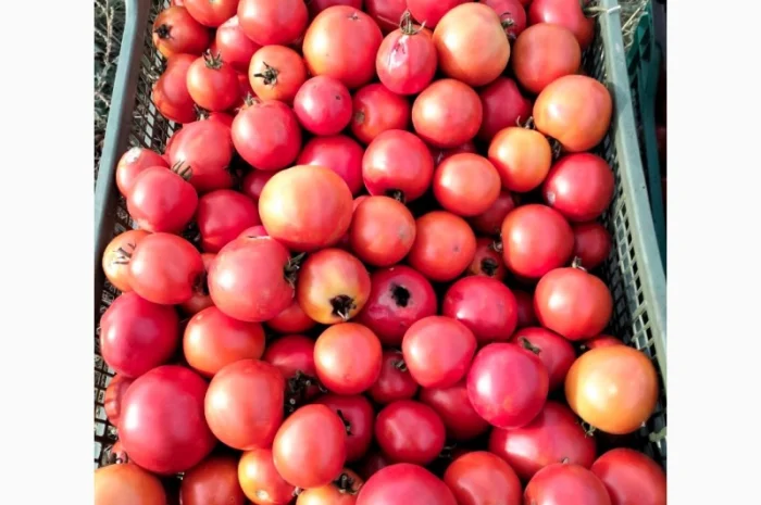 Томатний помідор- фото № 2