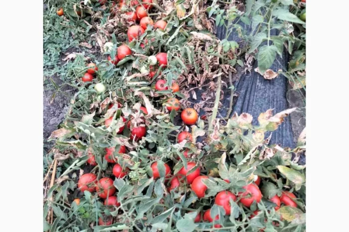 Томатний помідор- фото № 3