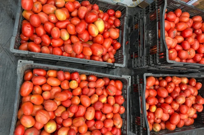 Томатний помідор сливка- фото № 1