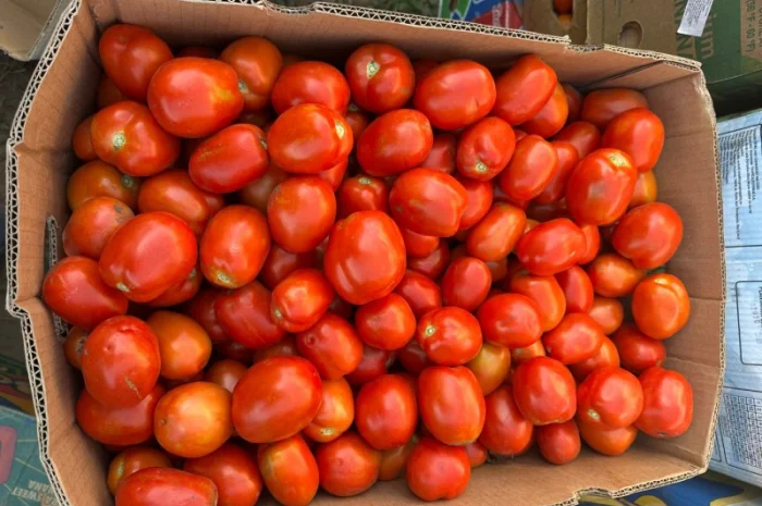 Продам томати- фото № 1