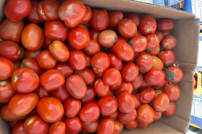 Продам томати- фото № 2