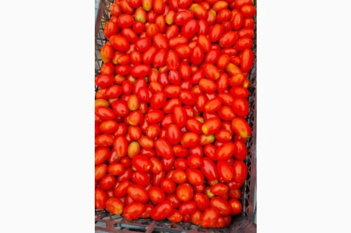 Продам польовий помідор черрі- фото № 1