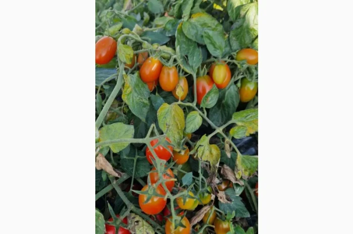 Продам польовий помідор черрі- фото № 2