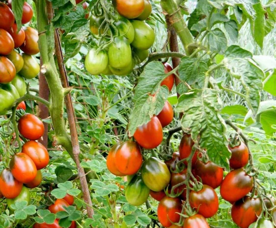 Продаю помідори (томат) теплічний, смугастий, ДЕ-БАРАО- фото № 2