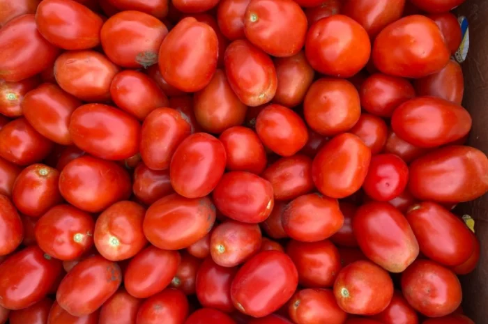 Продам помідори. Сливка- фото № 1