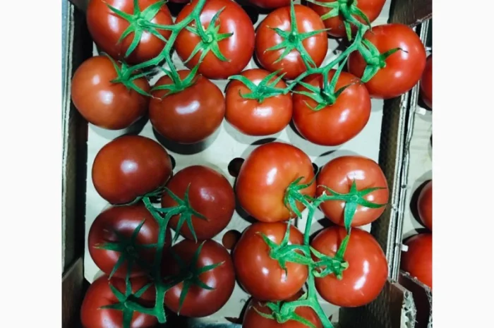 Продаём помидоры сорт высокого качества в тоннах из Турции- фото № 1