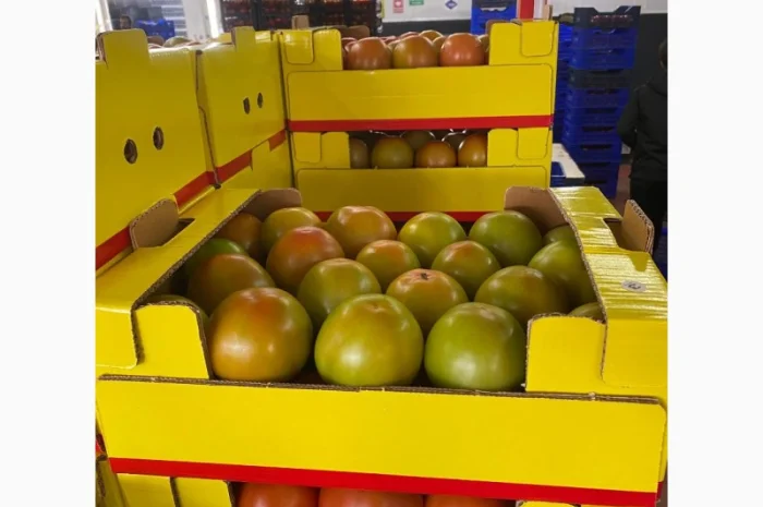 Продаём помидоры сорт высокого качества в тоннах из Турции- фото № 10