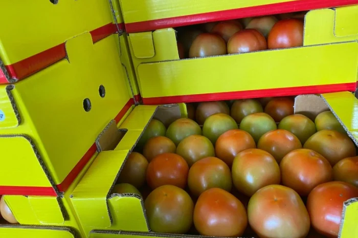 Продаём помидоры сорт высокого качества в тоннах из Турции- фото № 11