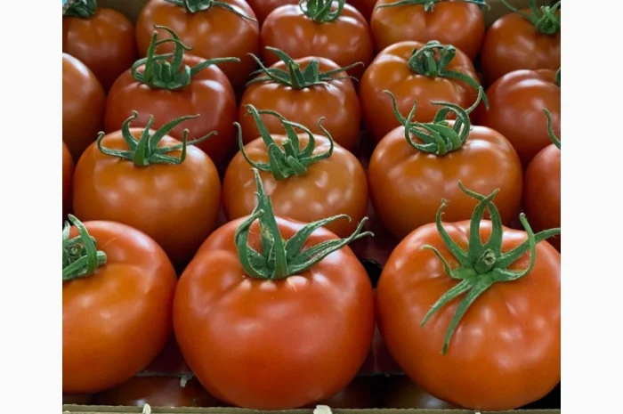Продаём помидоры сорт высокого качества в тоннах из Турции- фото № 12
