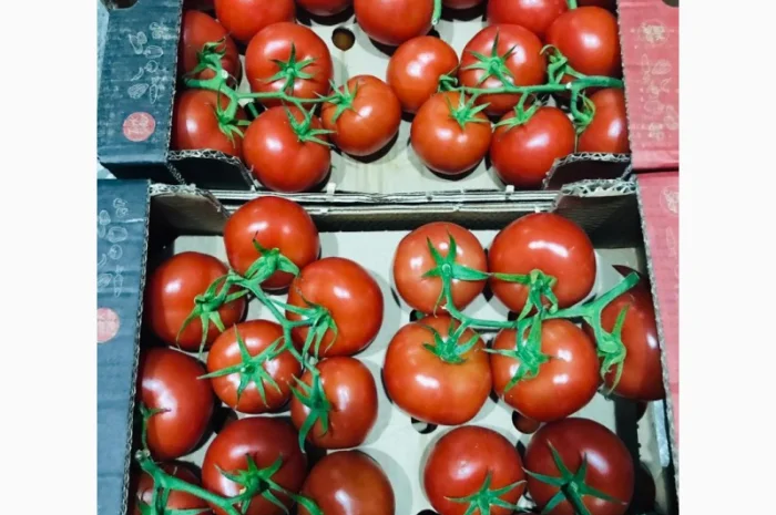 Продаём помидоры сорт высокого качества в тоннах из Турции- фото № 2