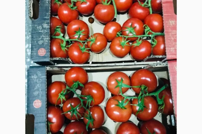 Продаём помидоры сорт высокого качества в тоннах из Турции- фото № 3