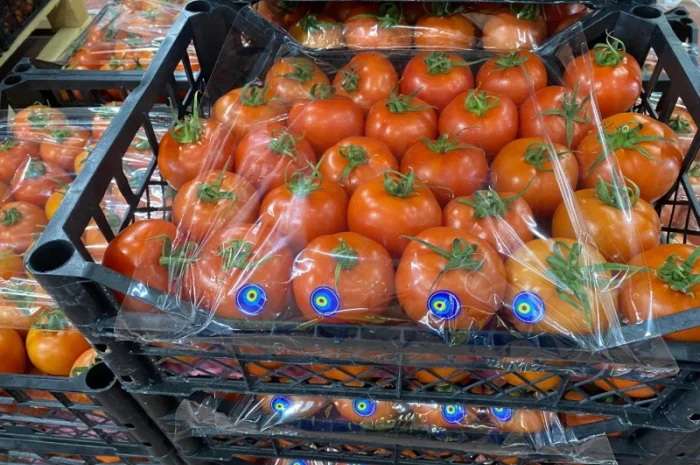 Продаём помидоры сорт высокого качества в тоннах из Турции- фото № 6