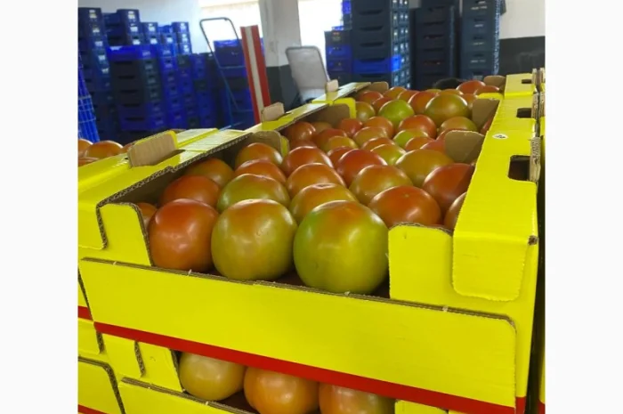 Продаём помидоры сорт высокого качества в тоннах из Турции- фото № 7