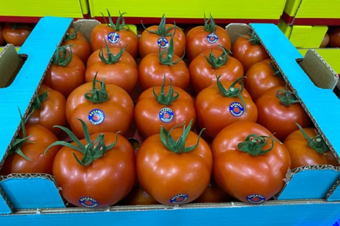 Продаём помидоры сорт высокого качества в тоннах из Турции- фото № 9