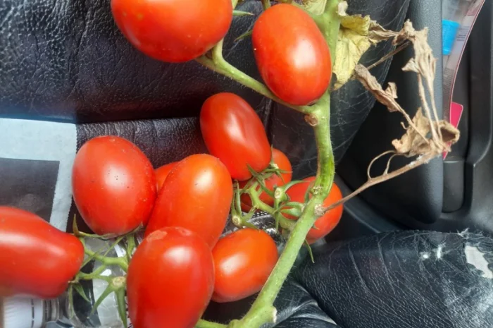 Продам помидоры первая выборка- фото № 1