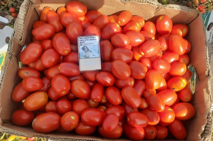 Продам помидоры первая выборка- фото № 2