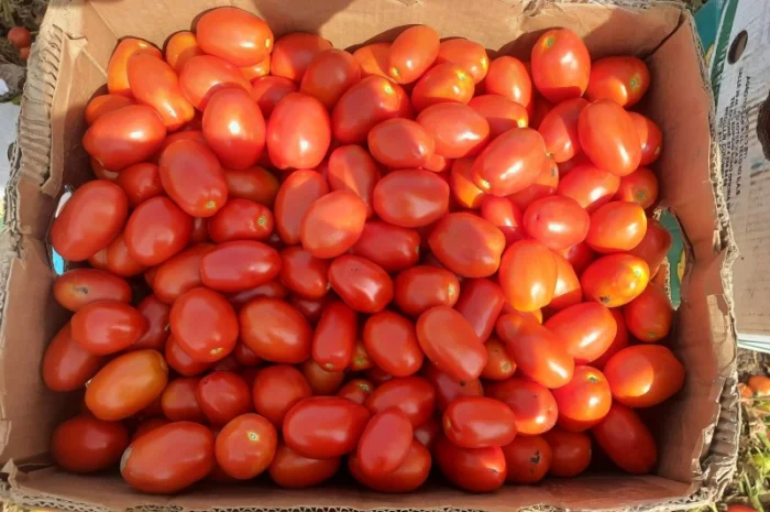 Продам помидоры первая выборка- фото № 3