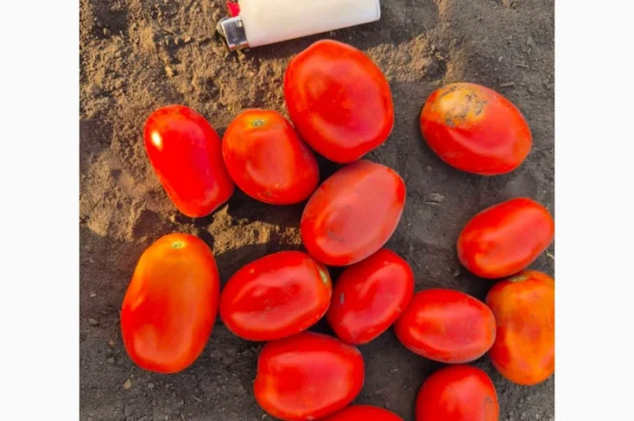 Продам помидор 2 сорт- фото № 1
