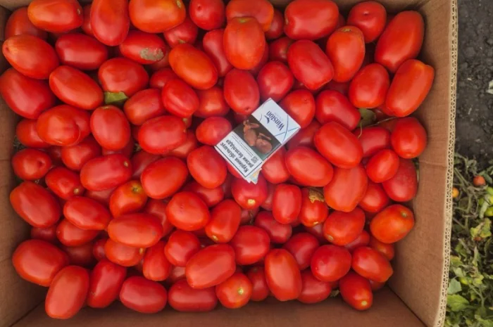 Помідори на продаж- фото № 1