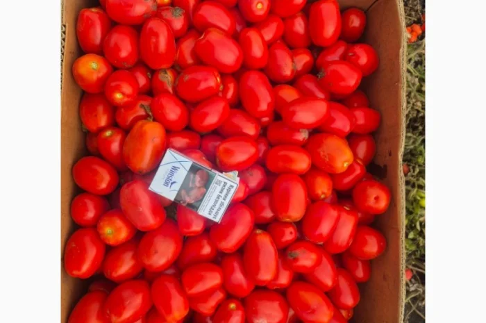 Помідори на продаж- фото № 2