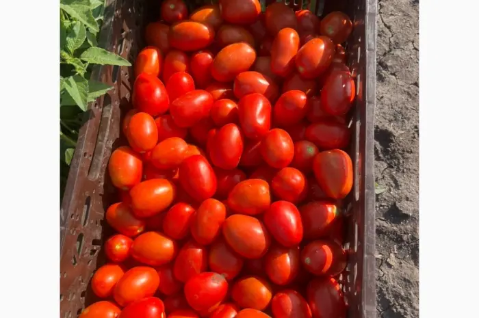 Продам помидор- фото № 1