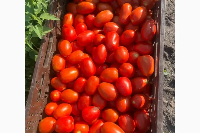 Продам помидор- фото № 2