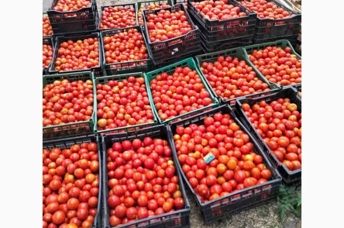 Помідор червоний круглий сегетей- фото № 1