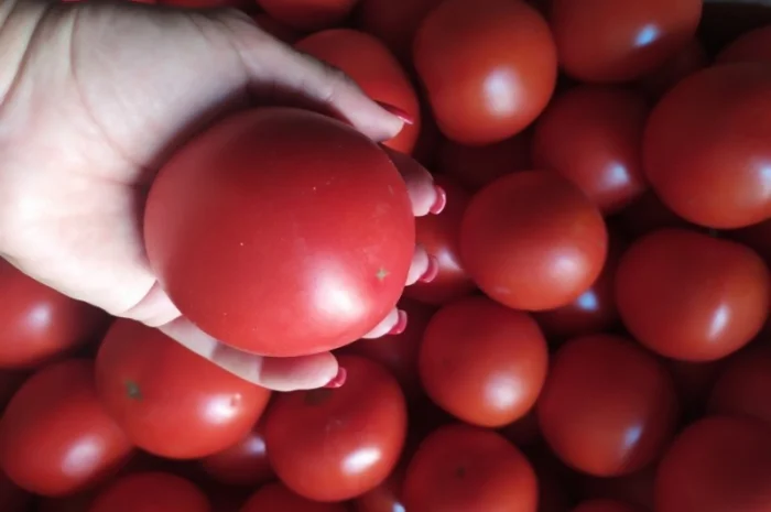 Продам розовый помидор 27 грн- фото № 1