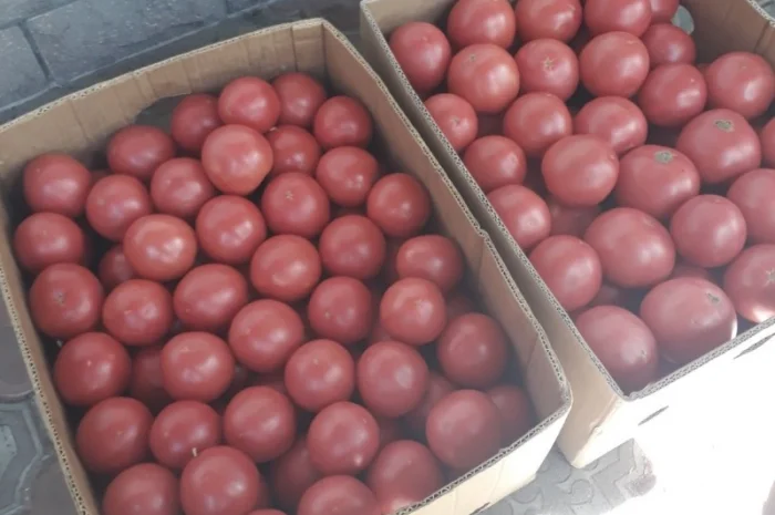 Продам розовый помидор 27 грн- фото № 2