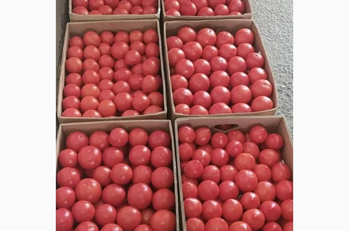 Продам помидор розовый 25 грн- фото № 1