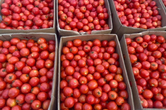 Продам полевой помидор- фото № 1