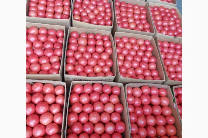 Продам помидор розовый красный- фото № 1