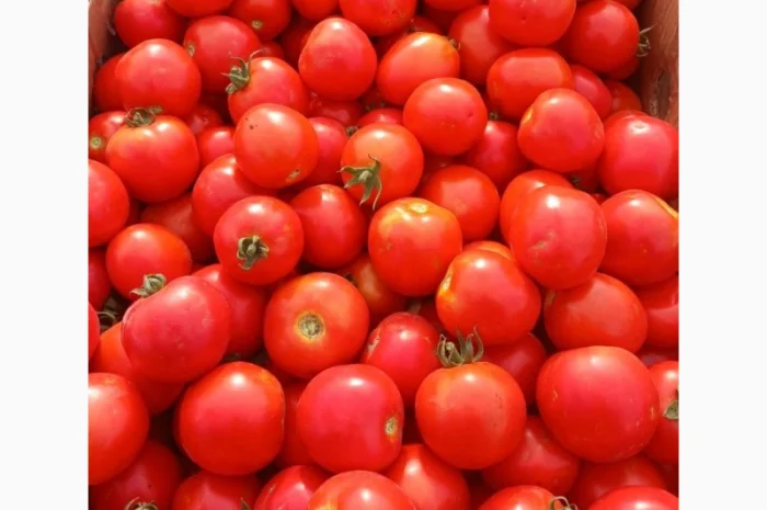 Продам полевой помидор 20 грн- фото № 1