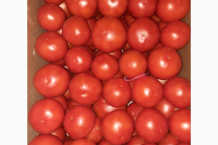 Продам розовый помидор- фото № 1