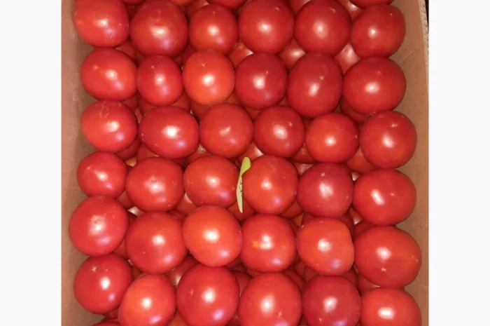 Продам розовый помидор- фото № 3