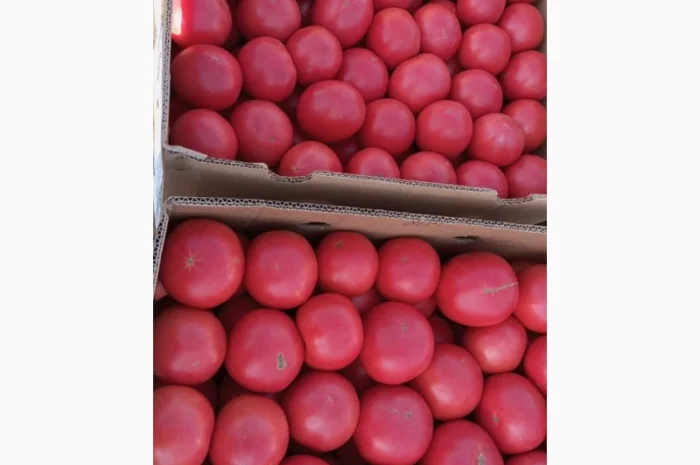 Продам розовый помидор опт- фото № 1