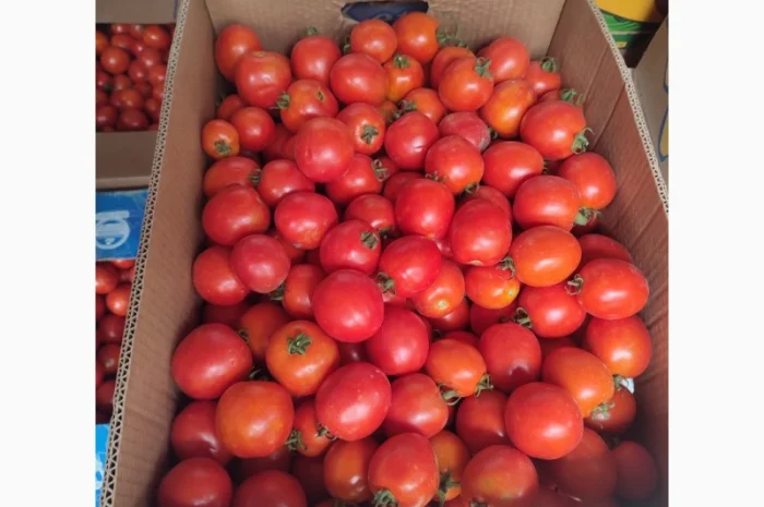 Продам помідор сливка- фото № 1