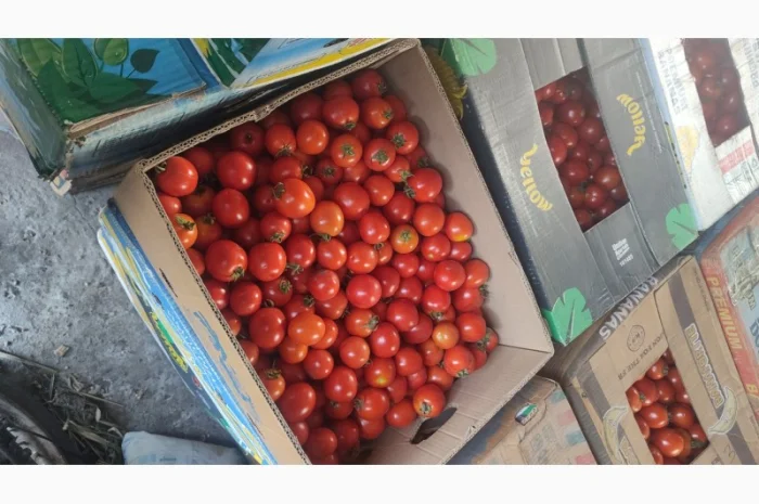 Продам помідор сливка- фото № 2