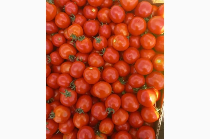 Продам помідор Асвон- фото № 1